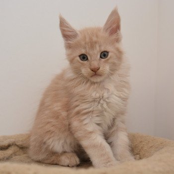 chaton Maine coon red smoke Abu Chatterie Du Cycle Eternel