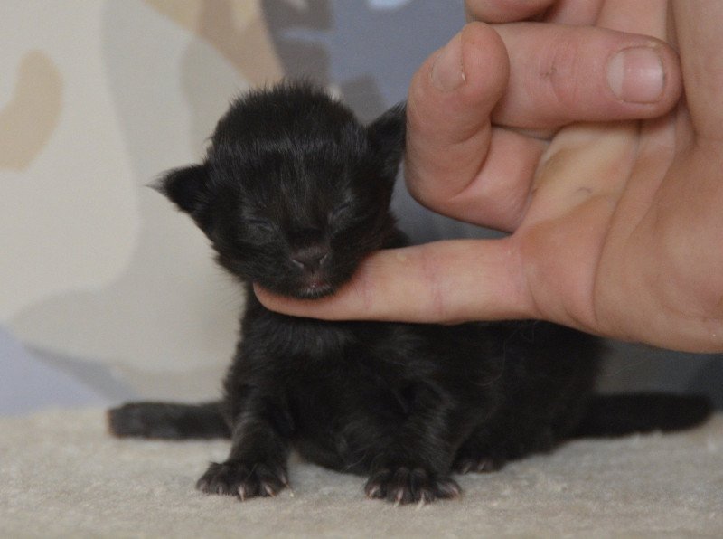 3e chaton (Portée Uru ❤ Shadow du Cœur des Terres) - Mâle black Mâle Maine coon 3e chaton (Portée Uru ❤ Shadow du Cœur des Terres) - Mâle black Mâle Maine coon