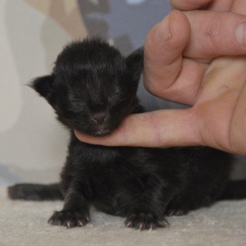 chaton Maine coon black Chatterie Du Cycle Eternel chaton Maine coon black Chatterie Du Cycle Eternel