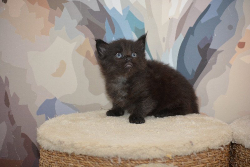 Anakin Du Cycle Eternel Mâle Maine coon