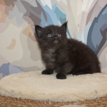 chaton Maine coon black Anakin Chatterie Du Cycle Eternel