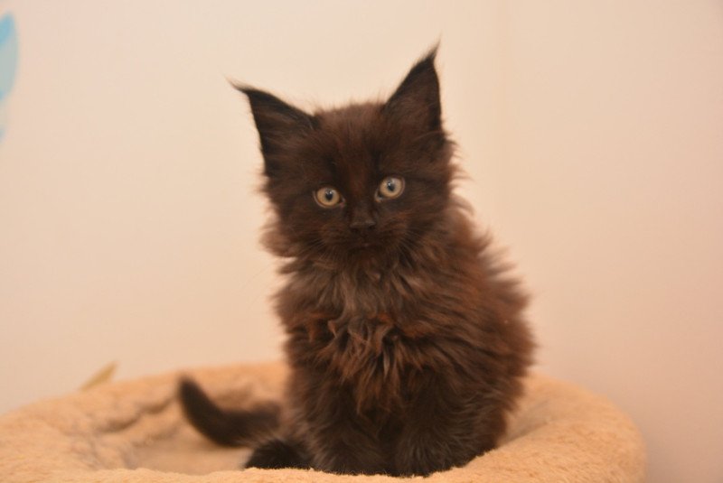 Archibald Du Cycle Eternel Mâle Maine coon