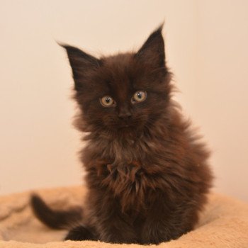chaton Maine coon black Archibald Chatterie Du Cycle Eternel