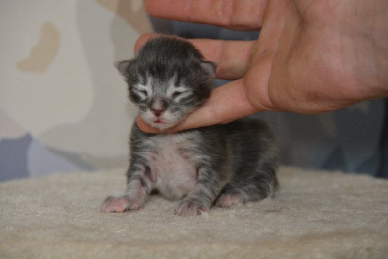 4e chaton (Portée Uru ❤ Shadow du Cœur des Terres) - Femelle blue tortie tabby Femelle Maine coon 4e chaton (Portée Uru ❤ Shadow du Cœur des Terres) - Femelle blue tortie tabby Femelle Maine coon