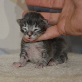 chaton Maine coon blue tortie tabby Chatterie Du Cycle Eternel chaton Maine coon blue tortie tabby Chatterie Du Cycle Eternel