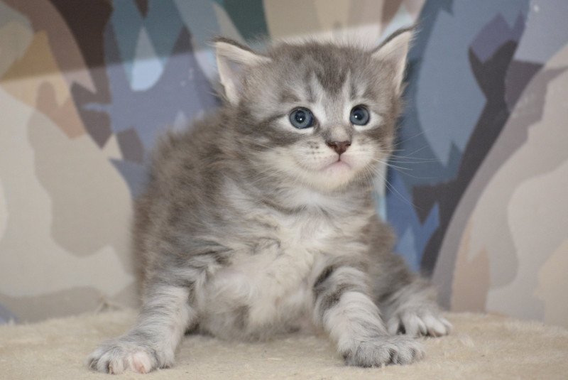 Ariel Du Cycle Eternel Femelle Maine coon