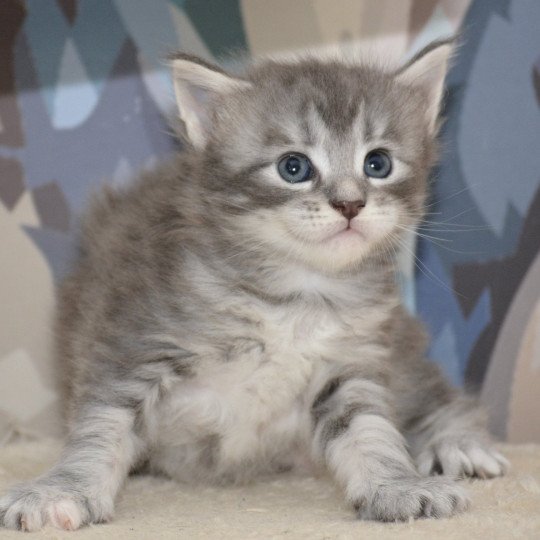 Ariel Du Cycle Eternel Femelle Maine coon