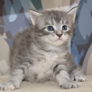 chaton Maine coon blue tortie tabby Chatterie Du Cycle Eternel
