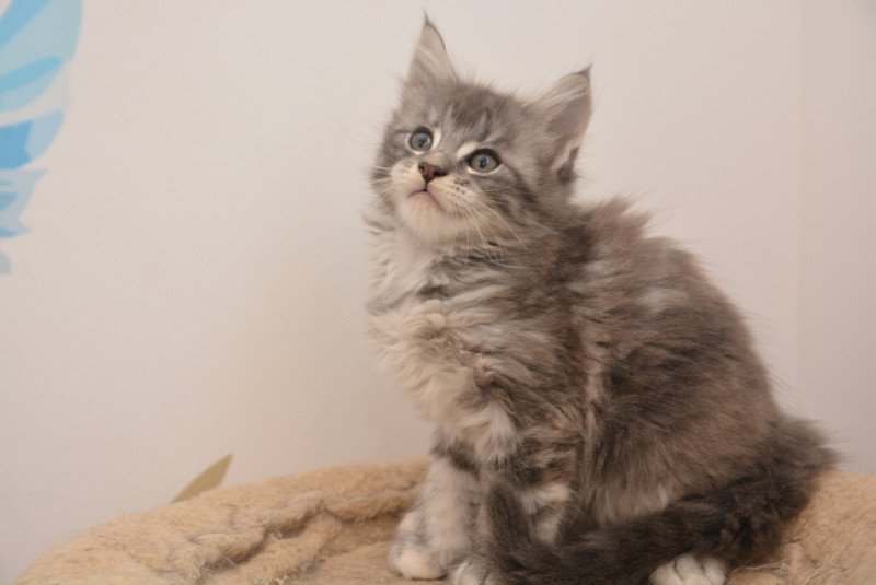 Ariel Du Cycle Eternel Femelle Maine coon