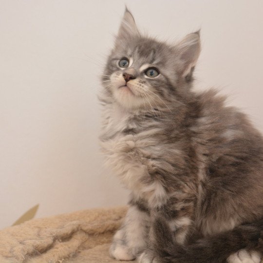 Ariel Du Cycle Eternel Femelle Maine coon