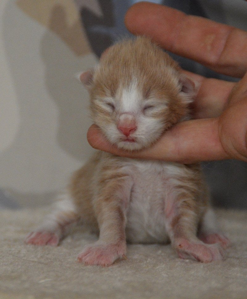 5e chaton (Portée Uru ❤ Shadow du Cœur des Terres) - Mâle red smoke & blanc Mâle Maine coon 5e chaton (Portée Uru ❤ Shadow du Cœur des Terres) - Mâle red smoke & blanc Mâle Maine coon