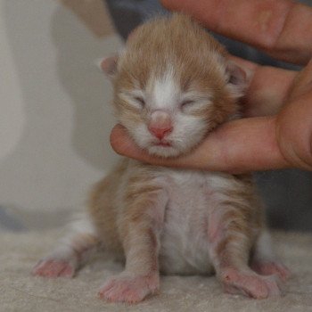 chaton Maine coon red smoke & blanc Chatterie Du Cycle Eternel chaton Maine coon red smoke & blanc Chatterie Du Cycle Eternel
