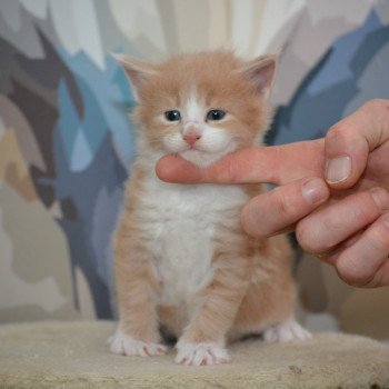 chaton Maine coon red smoke & blanc Chatterie Du Cycle Eternel