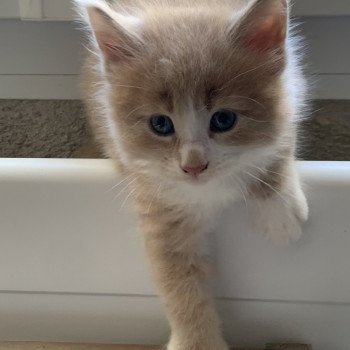 chaton Maine coon red smoke & blanc Aladin Chatterie Du Cycle Eternel