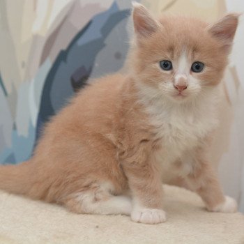 chaton Maine coon red smoke & blanc Aladin Chatterie Du Cycle Eternel