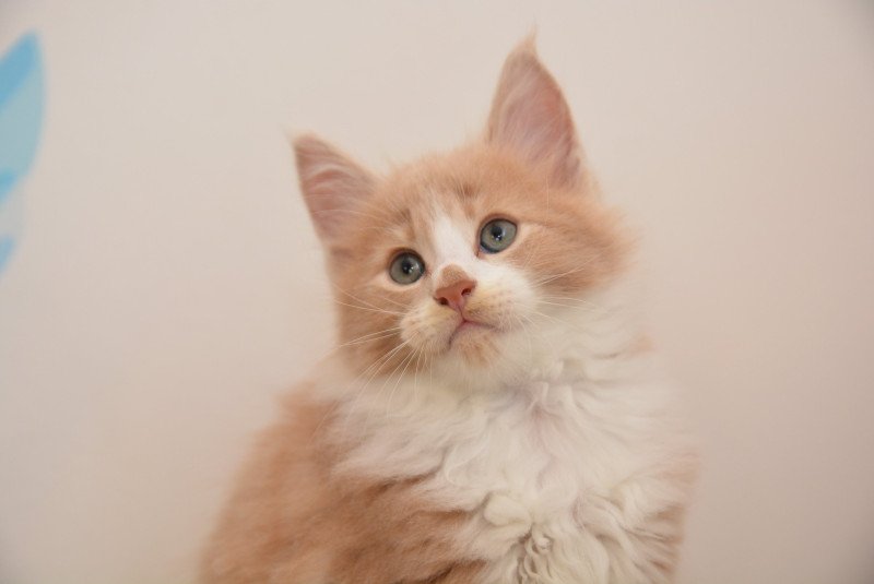 Aladin Du Cycle Eternel Mâle Maine coon