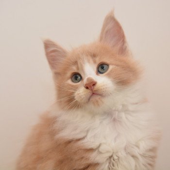 chaton Maine coon red smoke & blanc Aladin Chatterie Du Cycle Eternel