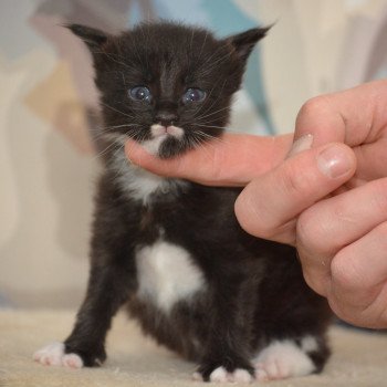 chaton Maine coon black & blanc Chatterie Du Cycle Eternel chaton Maine coon black & blanc Chatterie Du Cycle Eternel