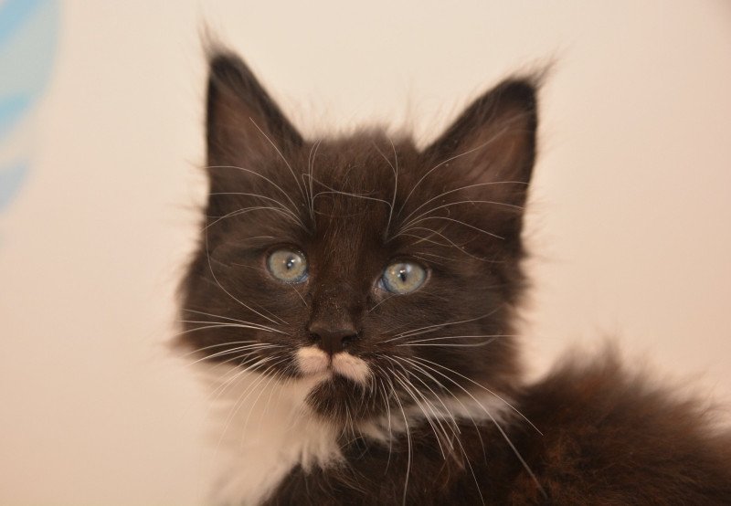 Armonie Du Cycle Eternel Femelle Maine coon