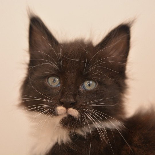 Armonie Du Cycle Eternel Femelle Maine coon Armonie Du Cycle Eternel Femelle Maine coon