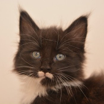 chaton Maine coon black & blanc Armonie Chatterie Du Cycle Eternel