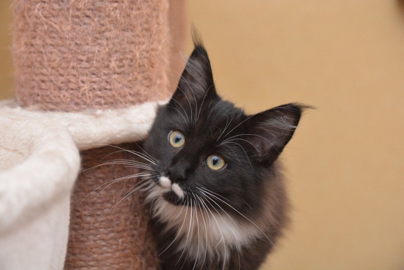 Armonie Du Cycle Eternel Femelle Maine coon