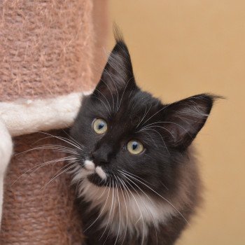 chaton Maine coon black & blanc Armonie Chatterie Du Cycle Eternel