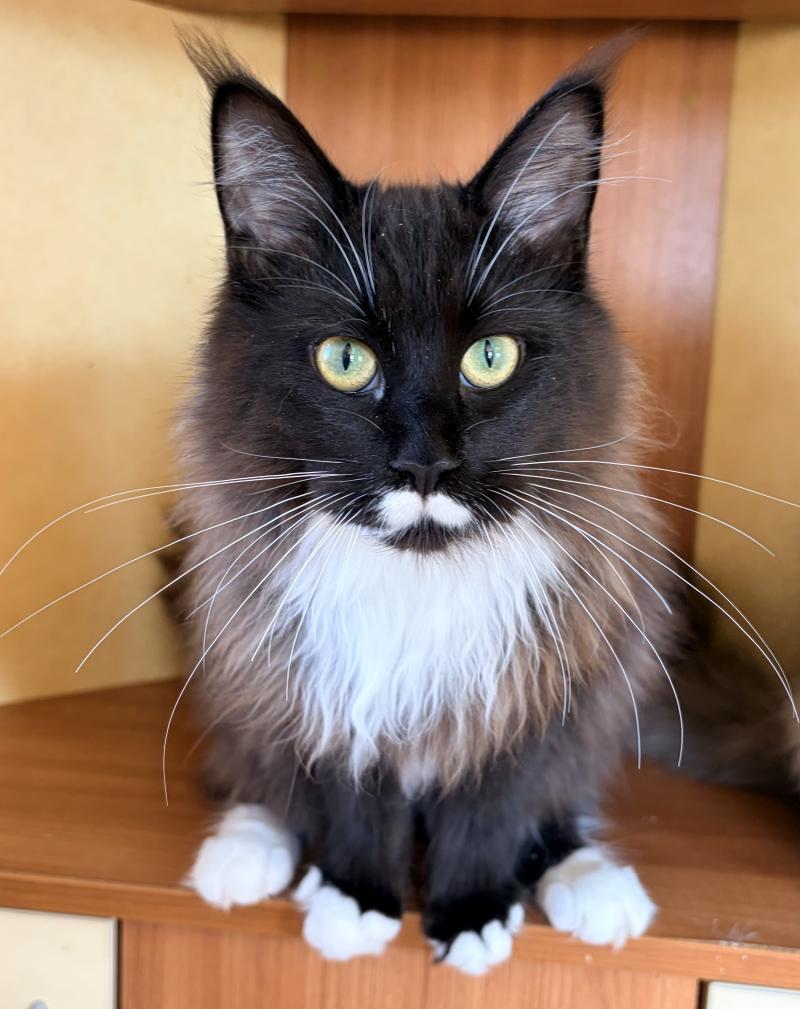 Armonie Du Cycle Eternel Femelle Maine coon