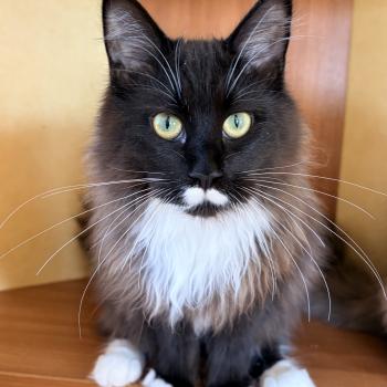 chaton Maine coon black & blanc Armonie Chatterie Du Cycle Eternel