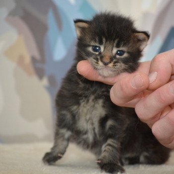 chaton Maine coon brown tabby Chatterie Du Cycle Eternel