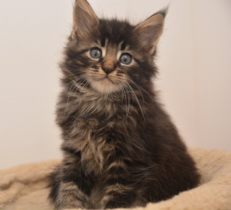 Ahadi Du Cycle Eternel Mâle Maine coon