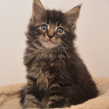 chaton Maine coon brown tabby Ahadi Chatterie Du Cycle Eternel