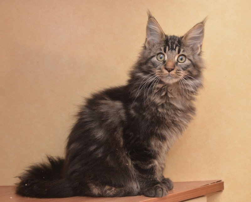 Ahadi Du Cycle Eternel Mâle Maine coon