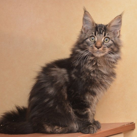 Ahadi Du Cycle Eternel Mâle Maine coon