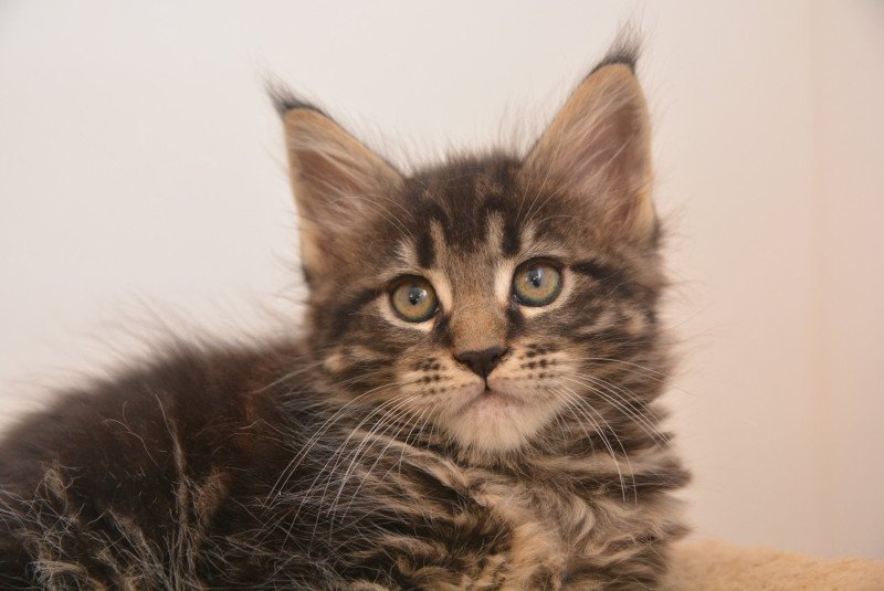 Anastasia Du Cycle Eternel Femelle Maine coon