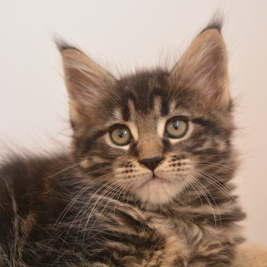 Anastasia Du Cycle Eternel Femelle Maine coon Anastasia Du Cycle Eternel Femelle Maine coon