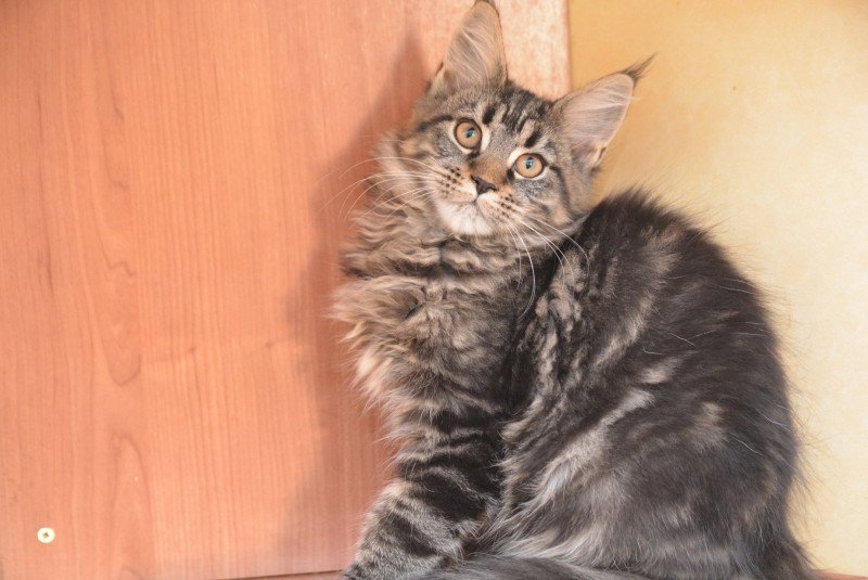 Anastasia Du Cycle Eternel Femelle Maine coon