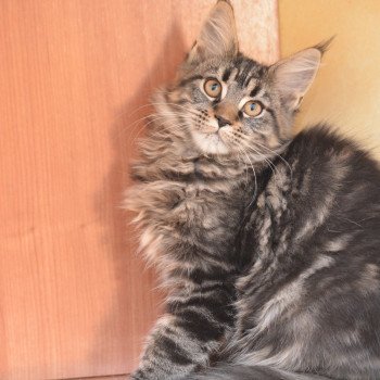 chaton Maine coon brown blotched tabby Anastasia Chatterie Du Cycle Eternel