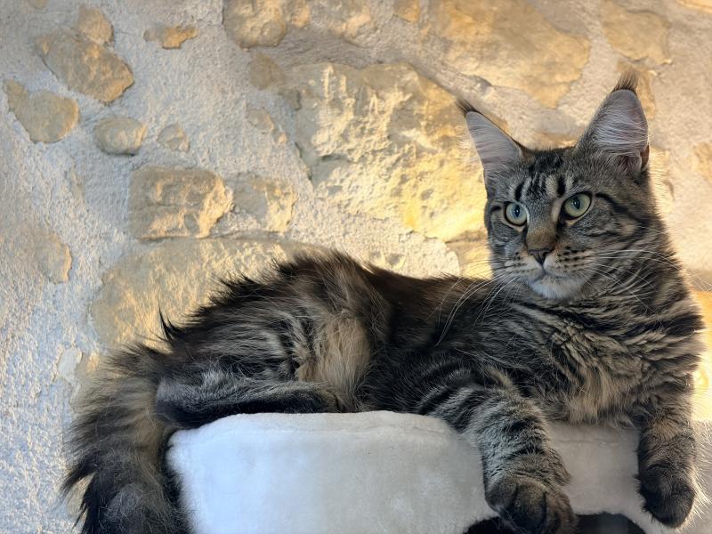 Anastasia Du Cycle Eternel Femelle Maine coon