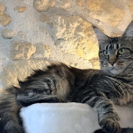 Anastasia Du Cycle Eternel Femelle Maine coon