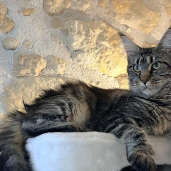 chaton Maine coon brown blotched tabby Anastasia Chatterie Du Cycle Eternel