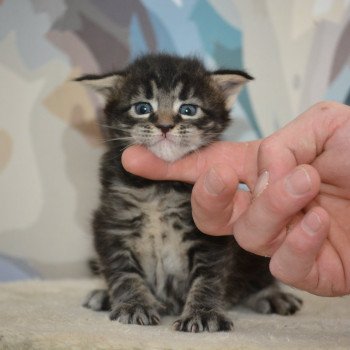 chaton Maine coon brown tabby Chatterie Du Cycle Eternel