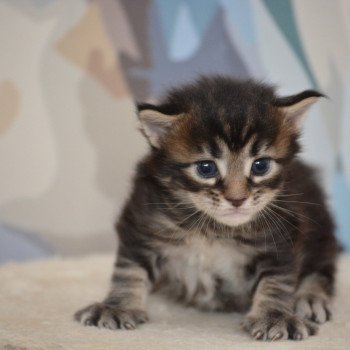 chaton Maine coon brown tabby Anastasia Chatterie Du Cycle Eternel