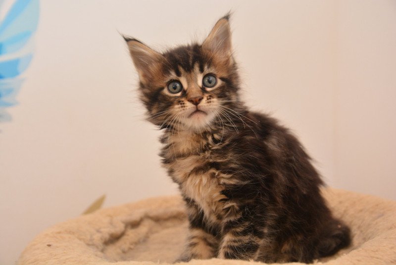 Asha Du Cycle Eternel Femelle Maine coon