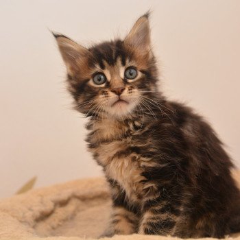 chaton Maine coon brown tabby Asha Chatterie Du Cycle Eternel
