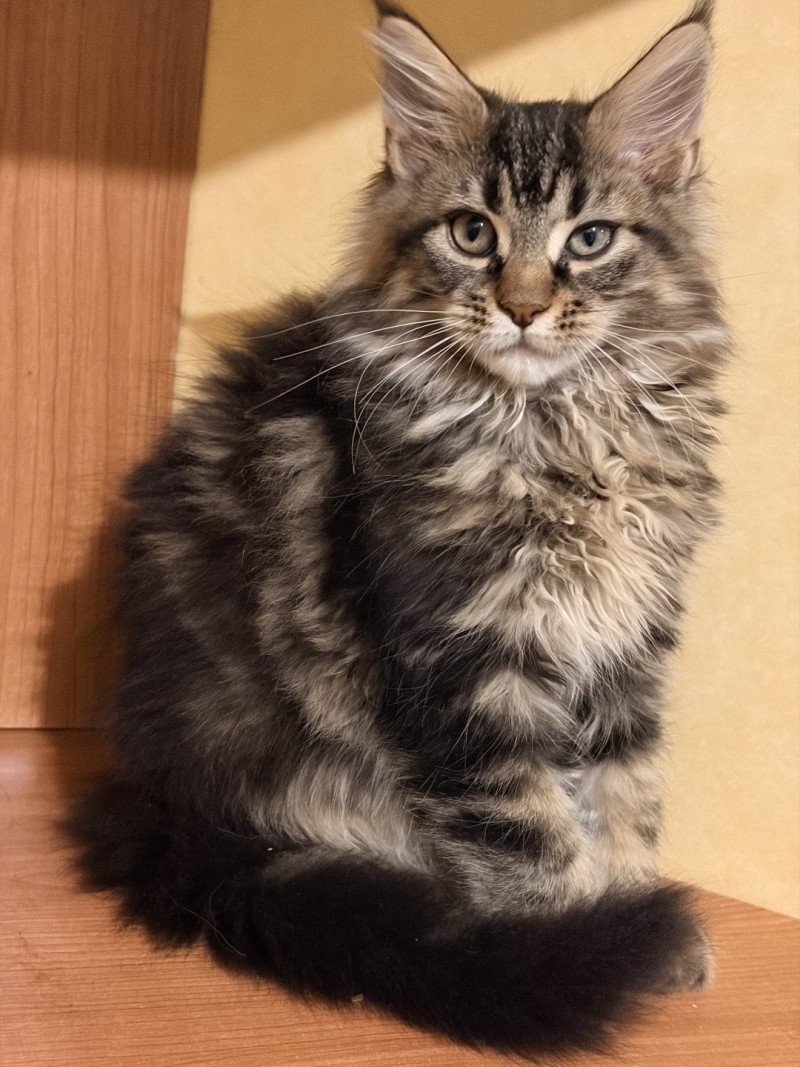 Asha Du Cycle Eternel Femelle Maine coon