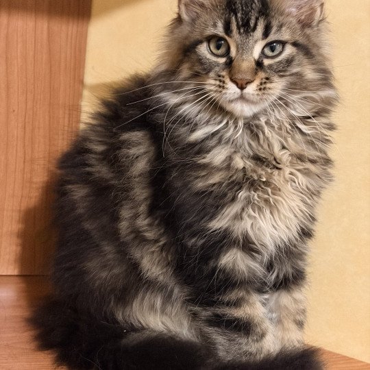 Asha Du Cycle Eternel Femelle Maine coon