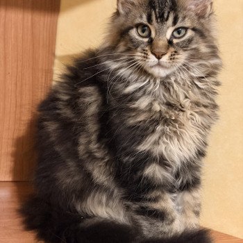 chaton Maine coon brown blotched tabby Asha Chatterie Du Cycle Eternel