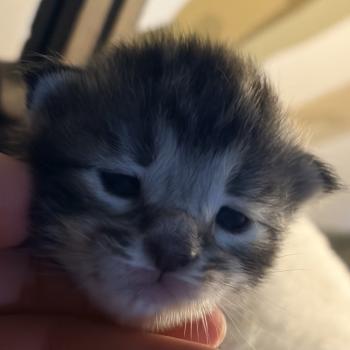 chaton Maine coon black silver tabby Chatterie Du Cycle Eternel