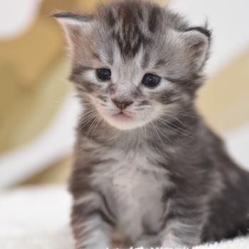 chaton Maine coon black silver tabby Bailey Chatterie Du Cycle Eternel